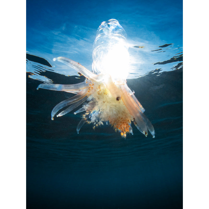 INON UFL-M150 ZM80 Underwater Micro Fisheye Lens INON UFL-M150 ZM80 Underwater Micro Fisheye Lens